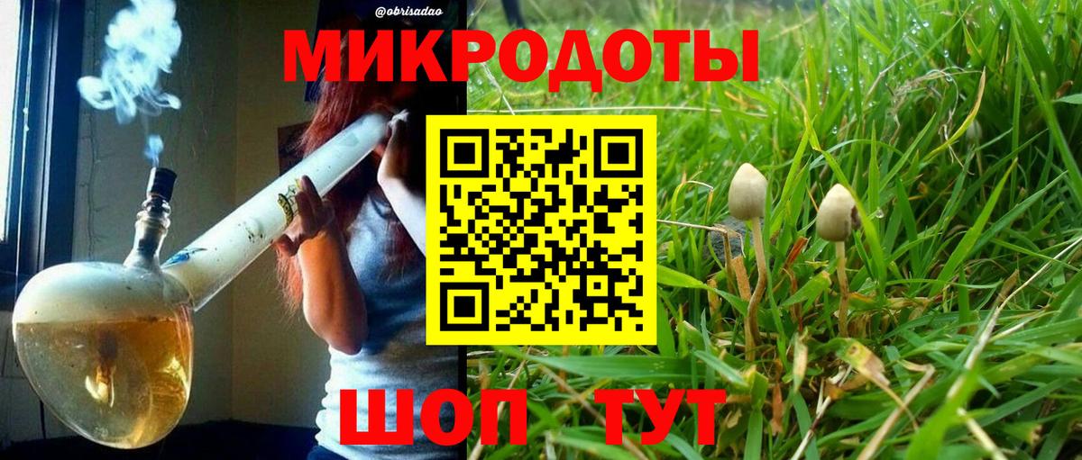 Галлюциногенные грибы Psilocybe Ефремов